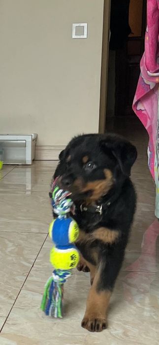 Продаются щенки ротвейлера.