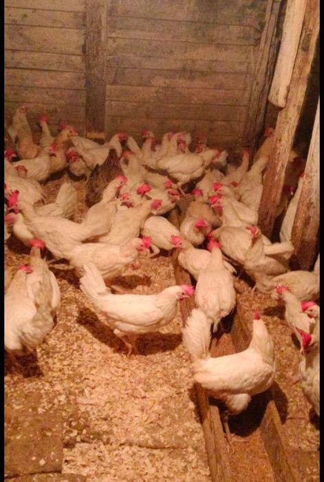 Куры поросята доставка