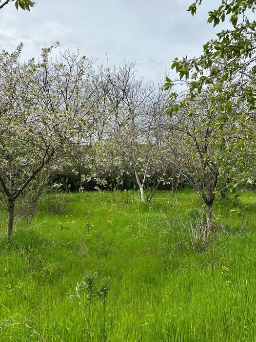 Vând teren intravilan Cosereni/ Boranesti