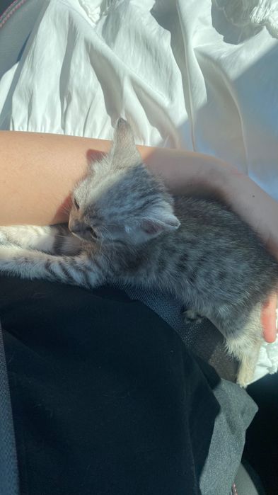 Месячный котенок скоттиш фолд девочка