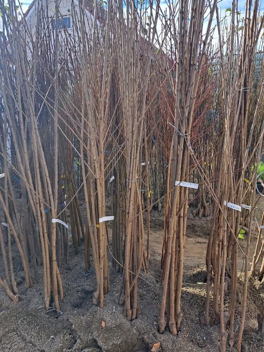 Pomi fructiferi certificati