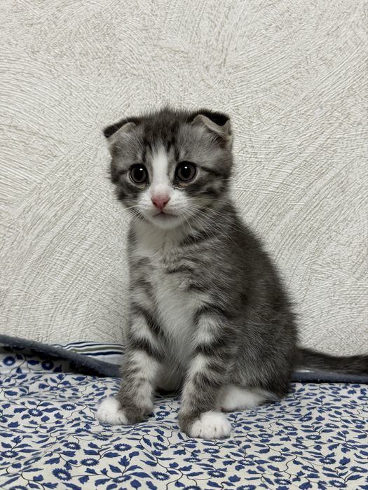 Продам котят в добрые руки