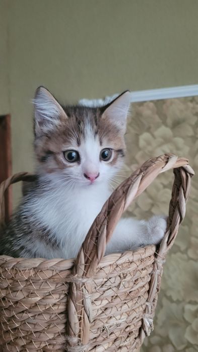 Отдам котенка в добрые руки