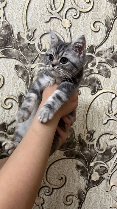 British shorthair мальчик