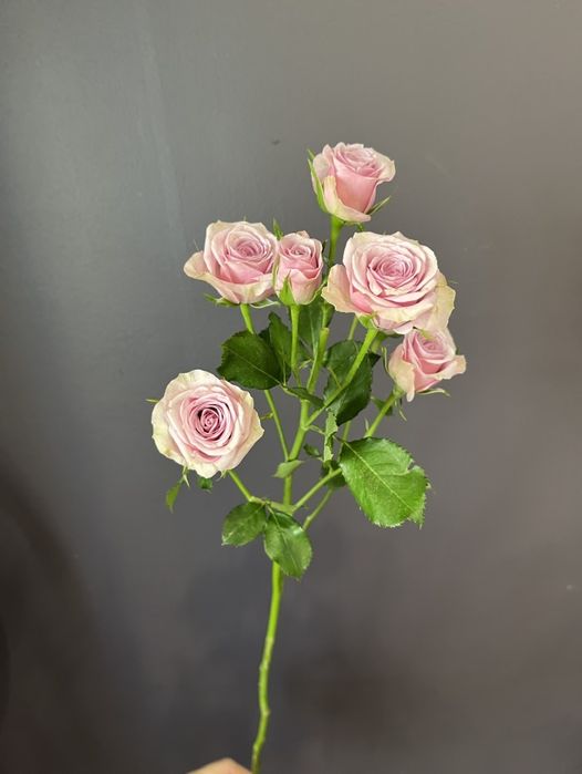 Подарок на 8 марта