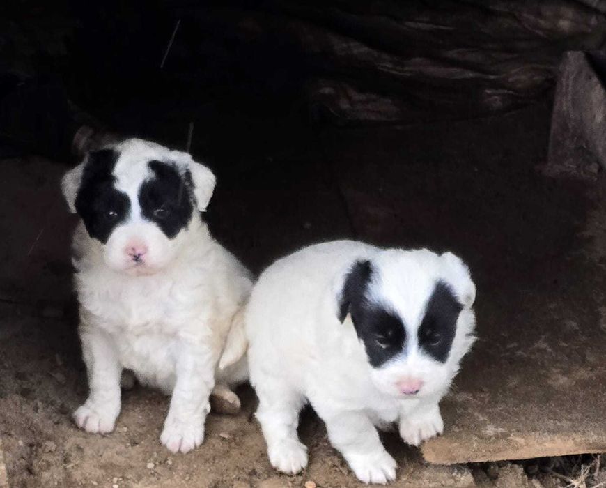 Подарявам Кученца  на 50 дена, мъжки