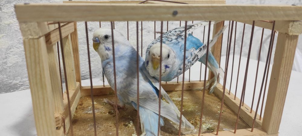 Продается Волнистые попугаи