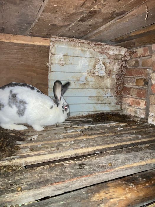 Продам кроликов срочно