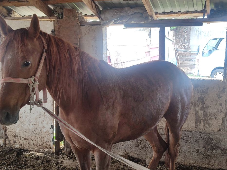 Англараб байтал стылады