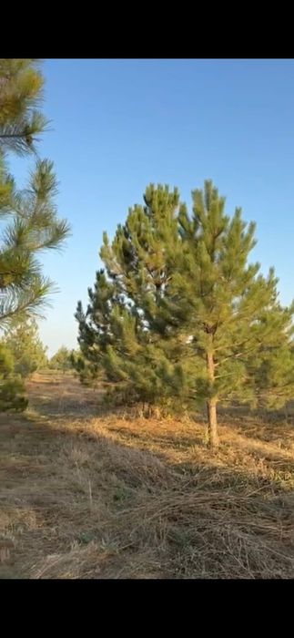 Сосна крымская 6,7 ,8 метров