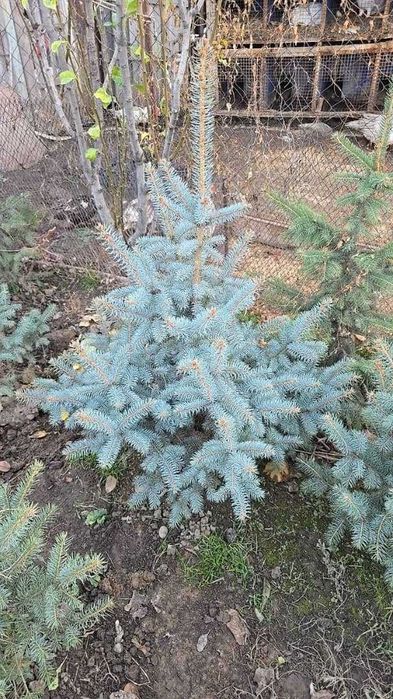 Последний месяц ель сажают зимой а не в марте!!!