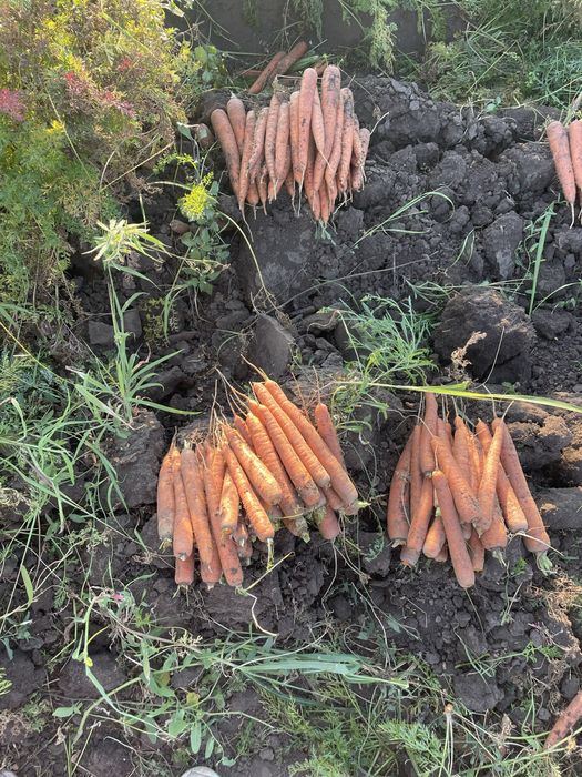 Morcov Natuna F1 si Baltimore F1