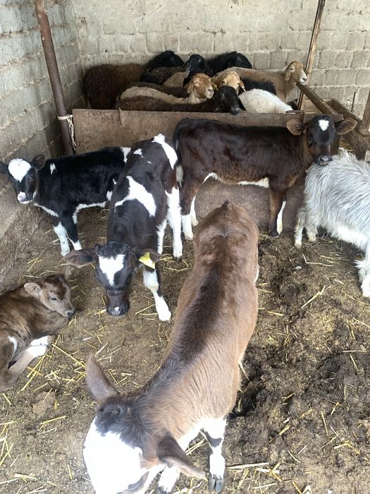 Сүтті сиырдын бұзаулары бар