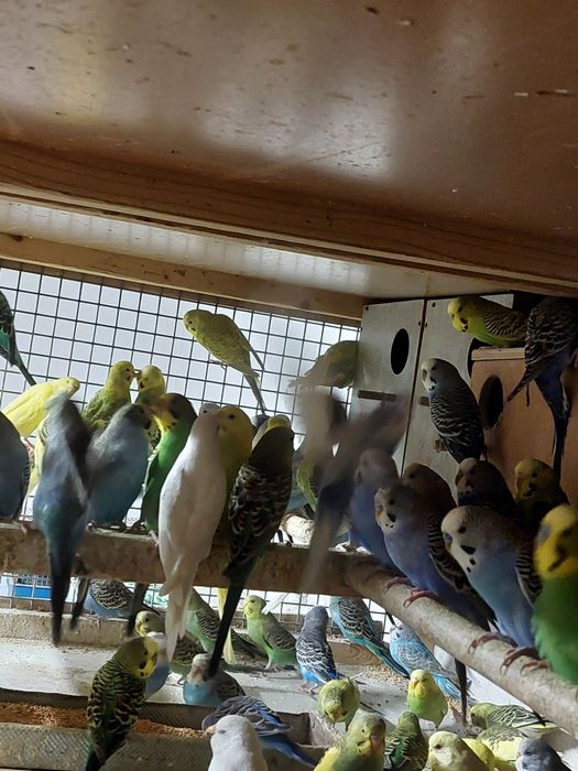 Prepelițe și  peruși