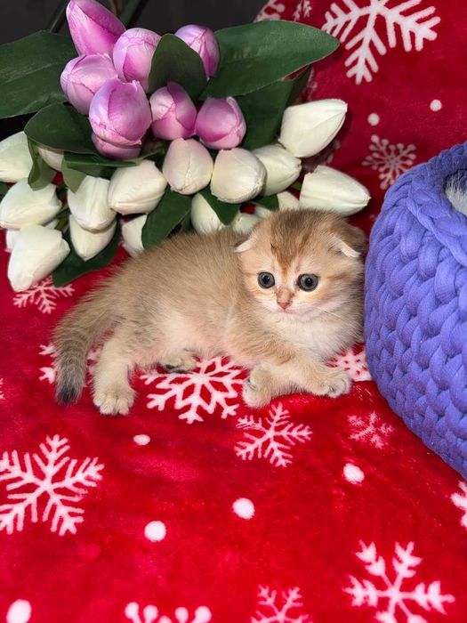 Котята золотые Шиншиллы