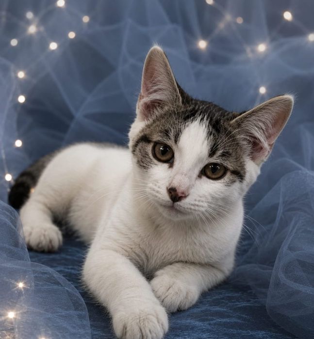 Котёнок в добрые руки!