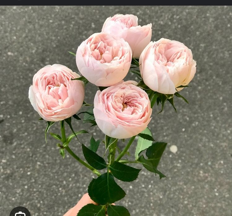 Саженцы розы все виды большой ассортимент есть Атиргул ку́чатлари