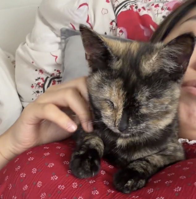 Котенок бесплатно