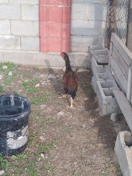 Дакан тауық мекен