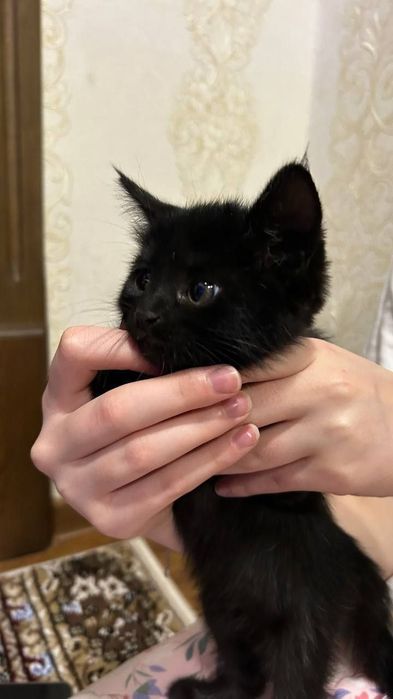 Котёнок даром в добрые руки