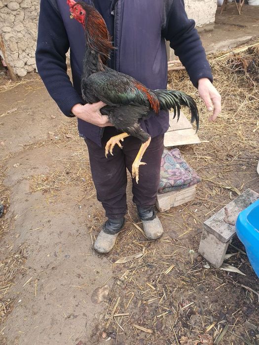 Арлеський дакан сатылады