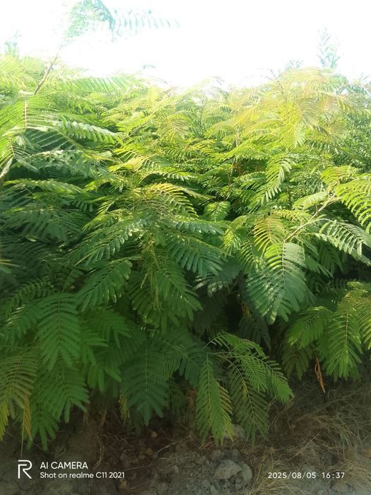 Sifatli manzarali ko‘chatlar bor.