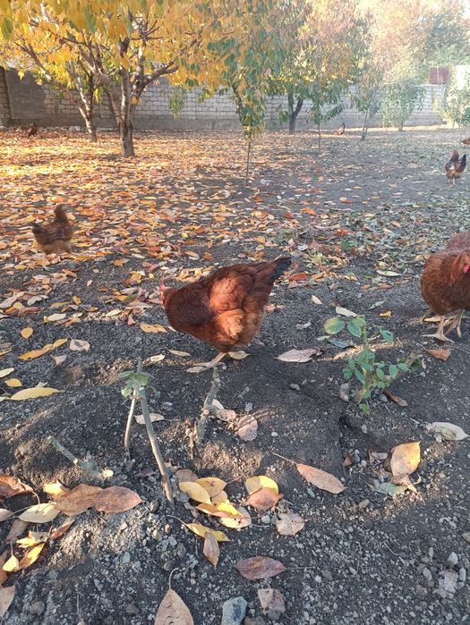 Корейский зот Хан хяп уруғланган тухумлари сотилади ва буюртма оламиз