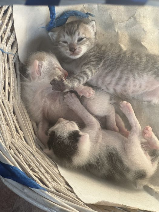 Отдам котят в добрые руки