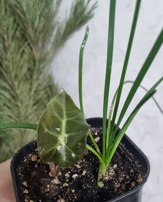 Растения, цветы,саженцы