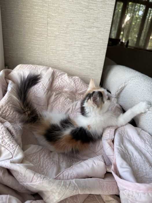 Котенок 3 месяца девочка пушистая