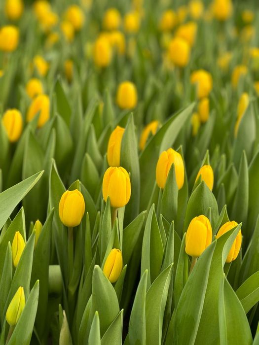 Тюльпаны оптом и в розницу