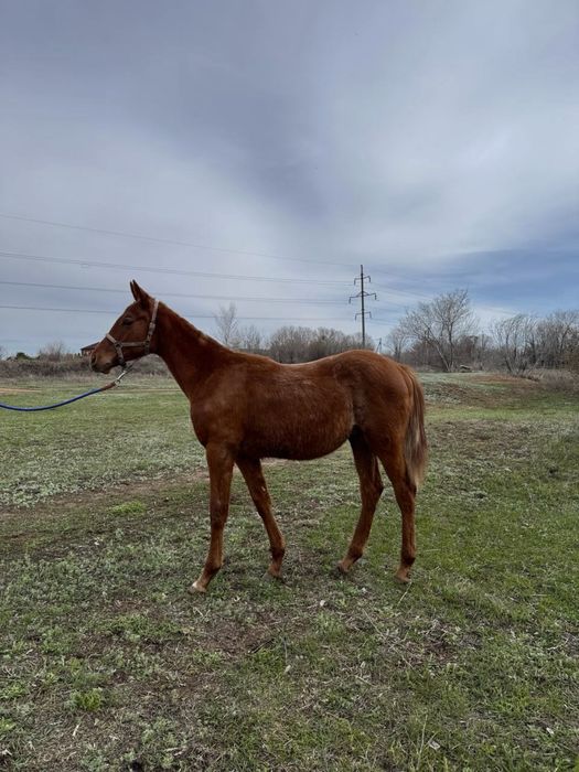 Лошадь английской породы