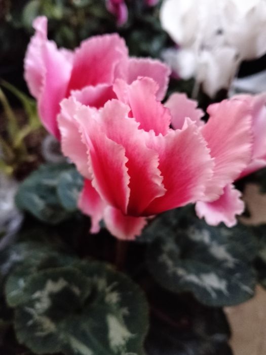 Цикламены комнатные цветы