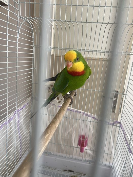 Продавам мъжки папагал Барабанди