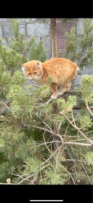 Мейнкун 5 месячный