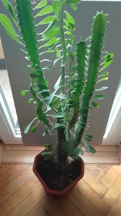 Кактус - кактус -