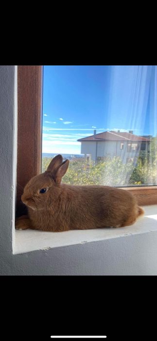 Подарявам мини заек