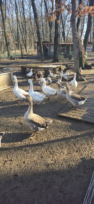 Гъски за разплод