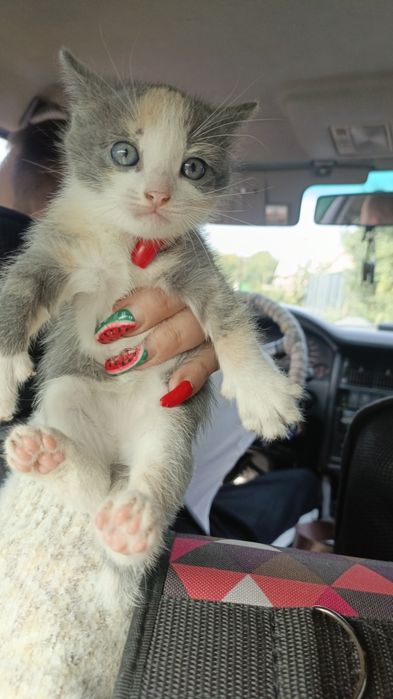 Котята.в хорошие руки