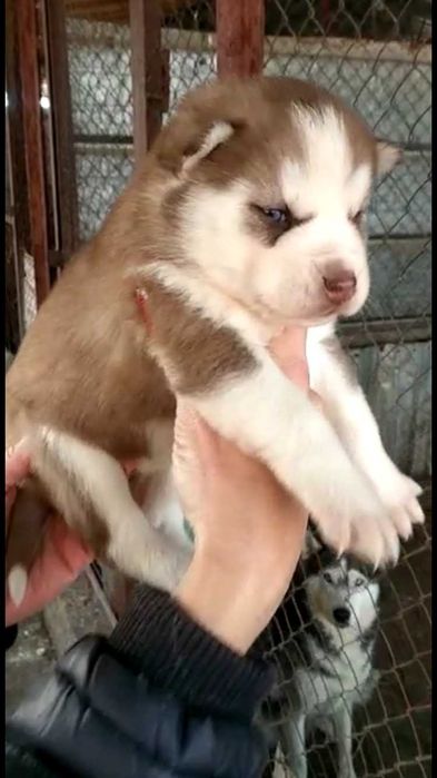 шоколадная девочка хаски голубоглазая