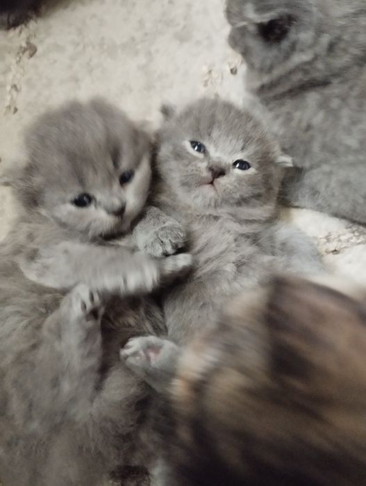 Продаются котята шатланские