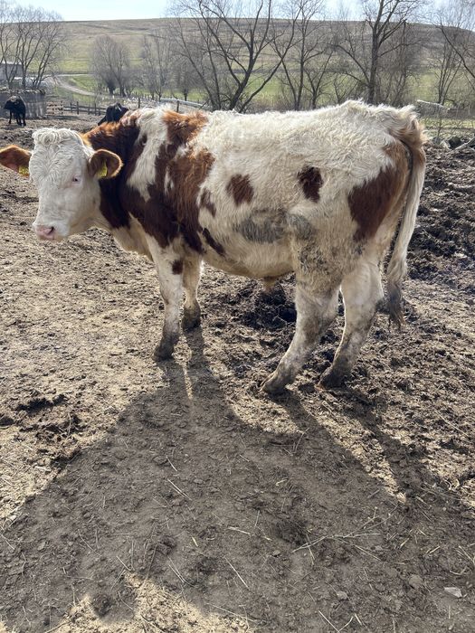 Vand tauras pentru monta