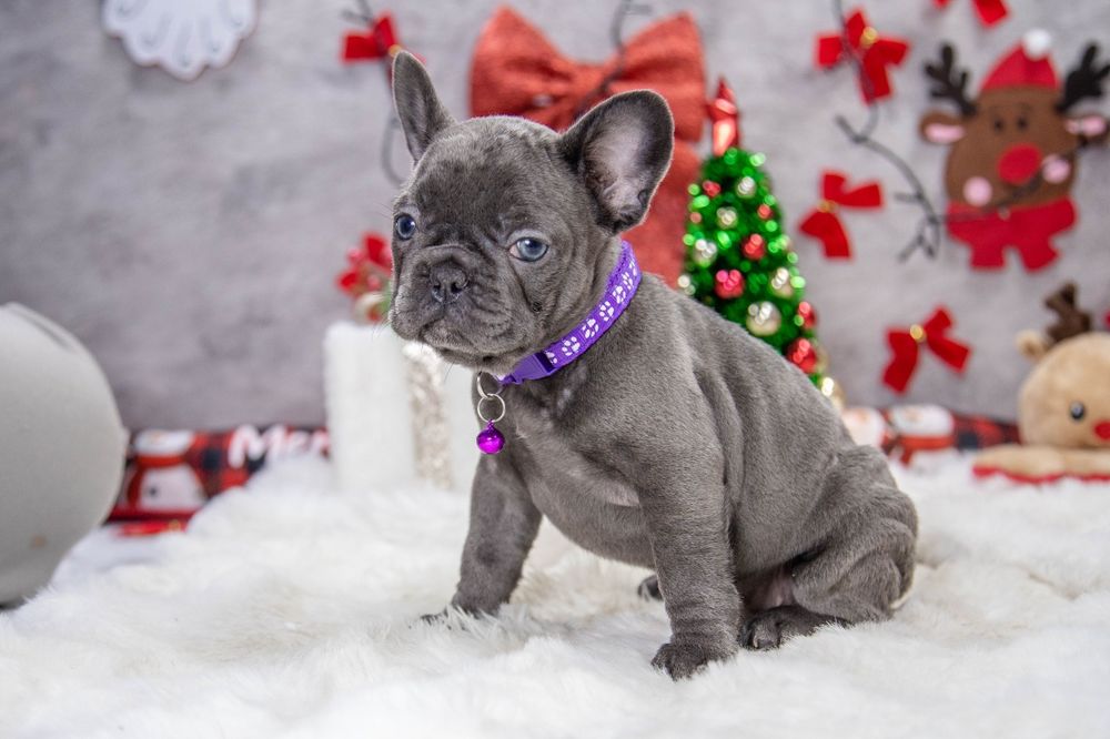 bulldog francez blue fetiță