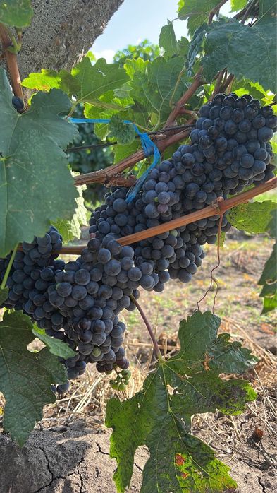 Vand struguri Merlot