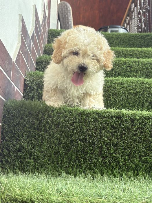 Maltipoo mini toy