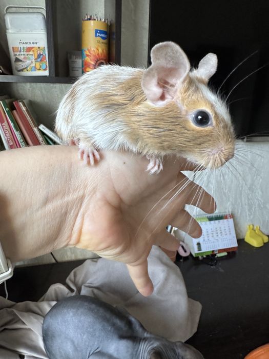 Дегу пара с клеткой