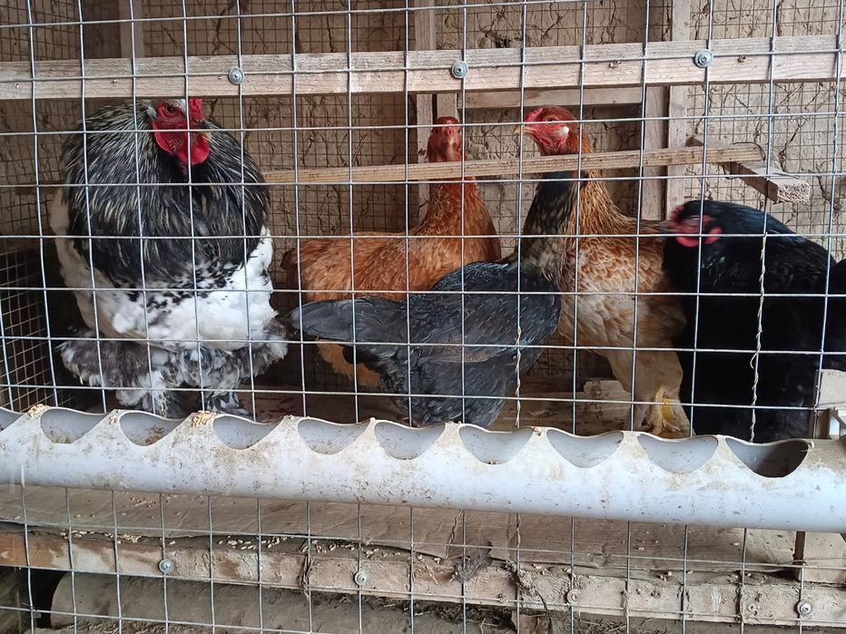 Әр түрлі брама тауықтар бар