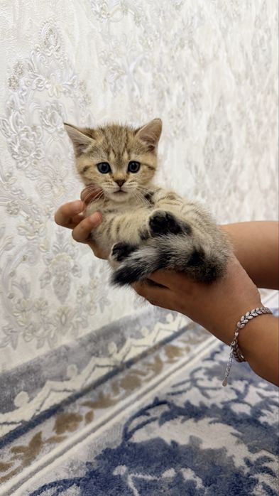 Котенок Шиншилла 2-месячный. Девочка. Mushuk qiz bola Shinshilla