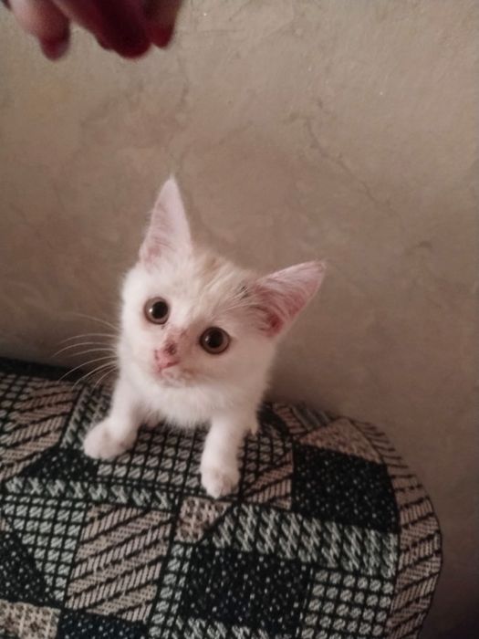 Отдам в добрые руки