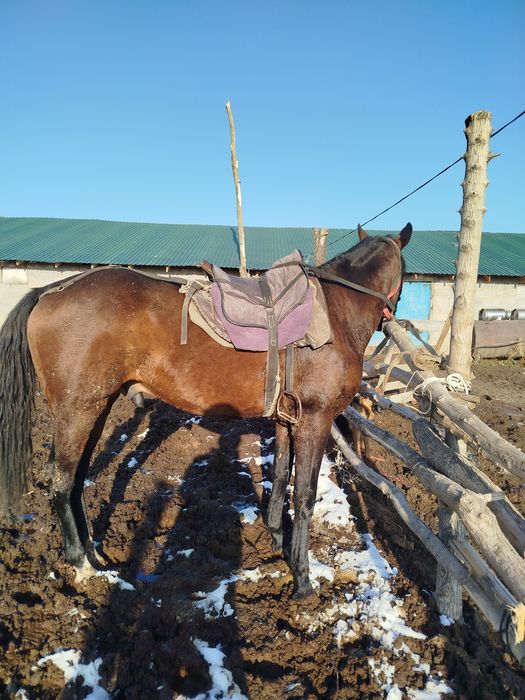 Айғыр бесті жеребец тазақанды